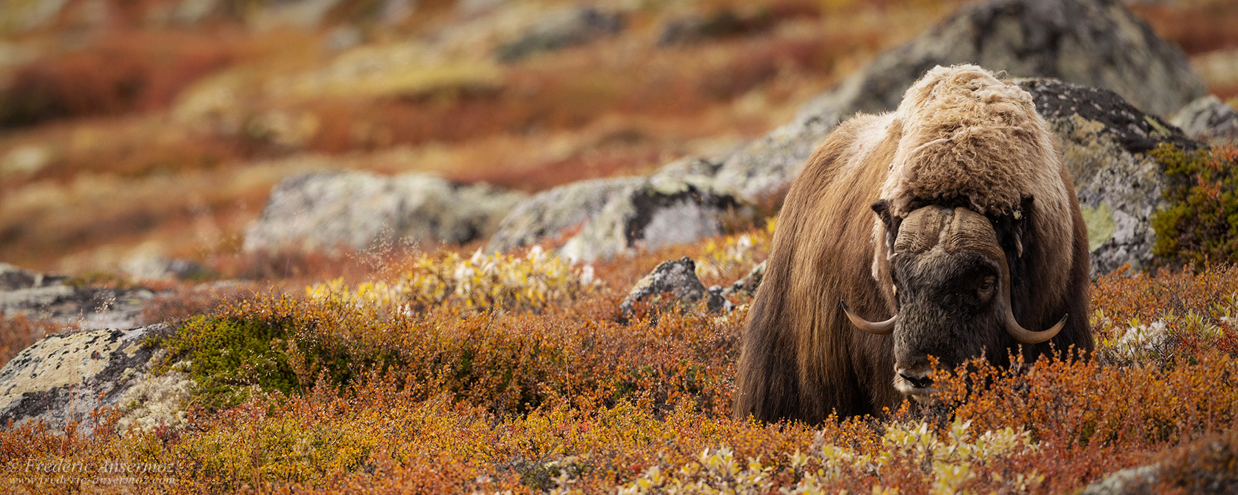 TREK ITINERANT EN NORVEGE
