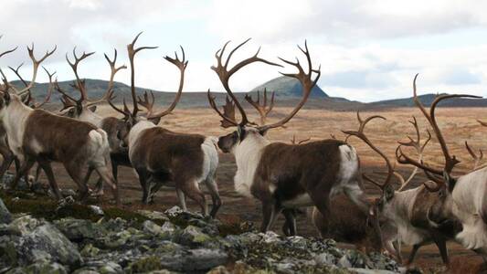 TREK ITINERANT EN NORVEGE