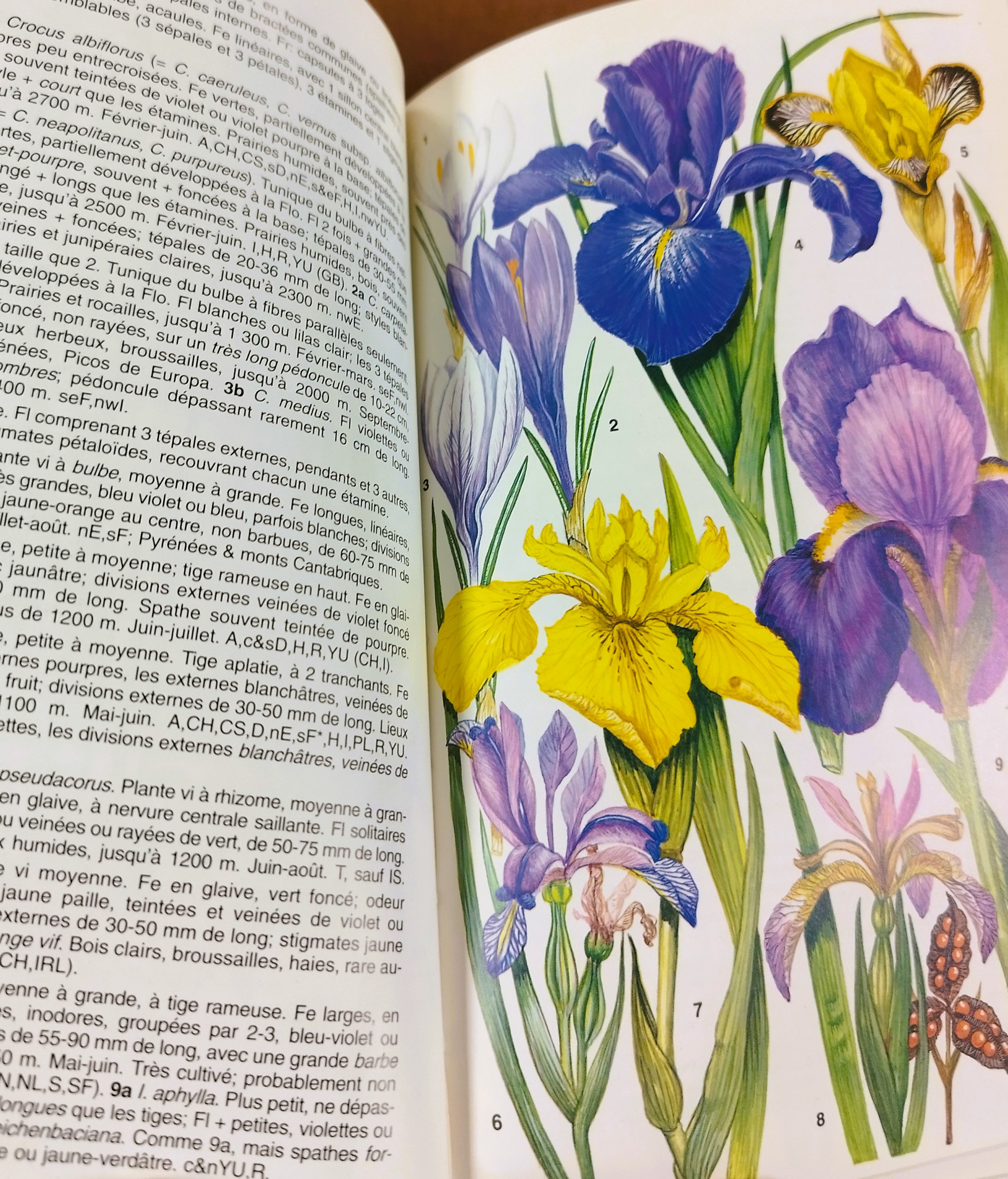 Printemps fleuri à la bibliothèque du CAFGI