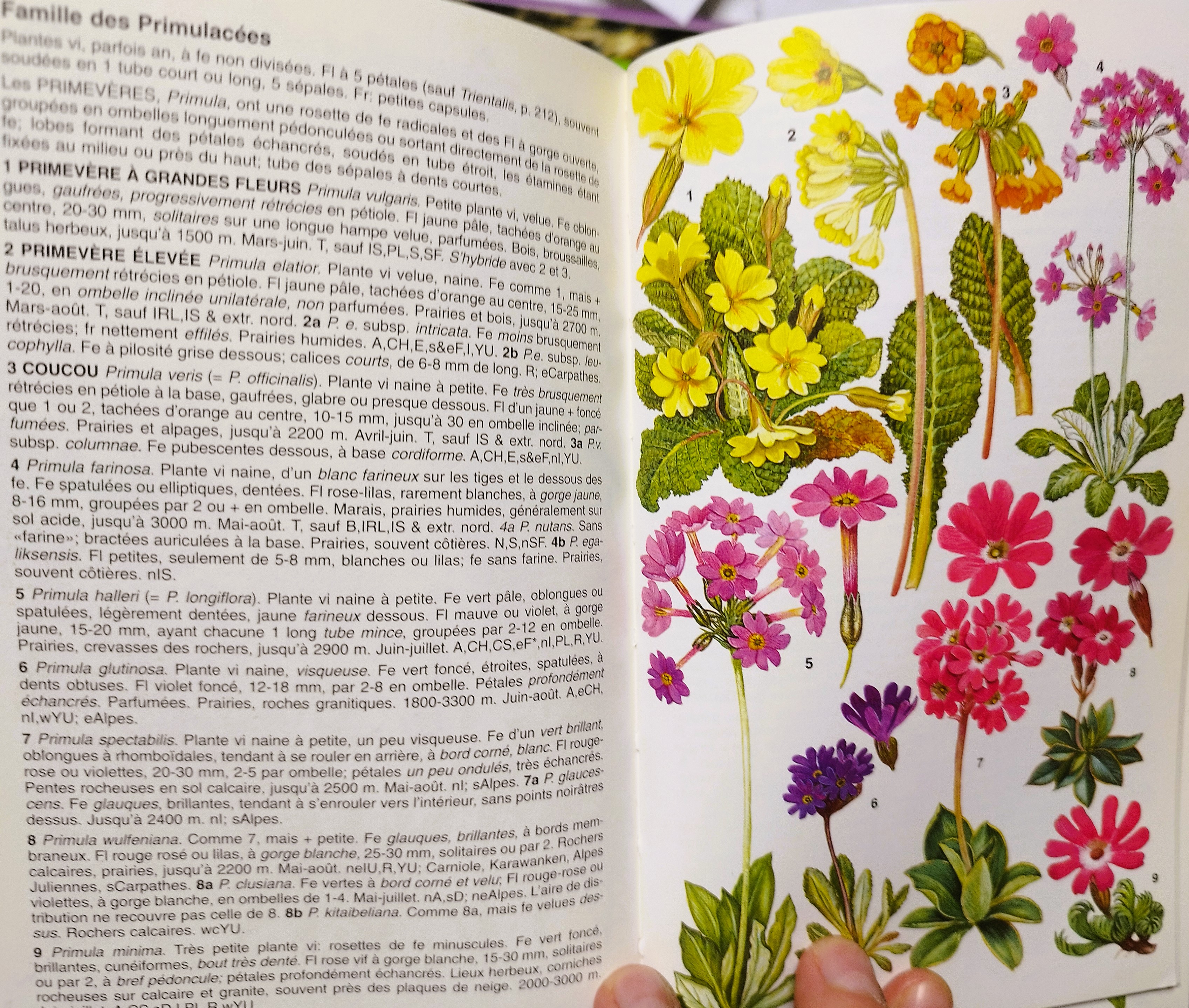 Printemps fleuri à la bibliothèque du CAFGI