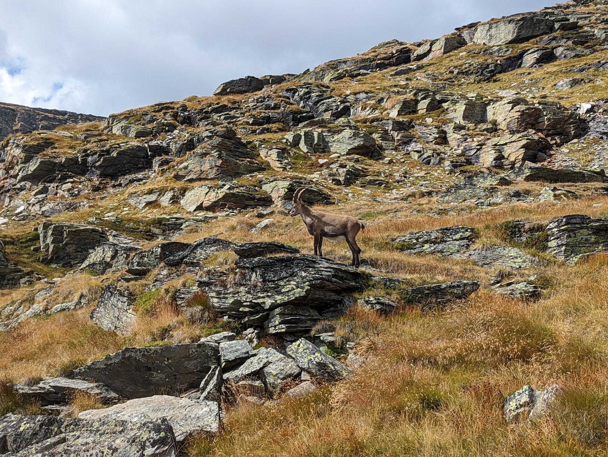 TRAIL : TOUR DES GLACIERS DE LA VANOISE