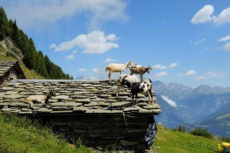 L'altavia della Valmalenco au pied de la Bernina